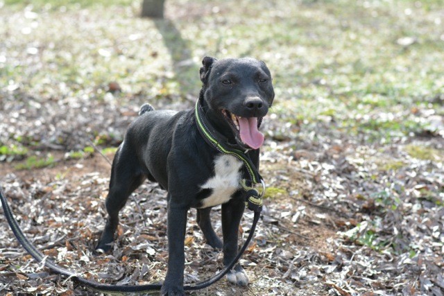 patterdale terrier o jagd terrier